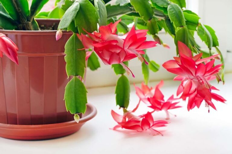 How You Can Encourage Your Christmas Cactus to Bloom for the Holidays