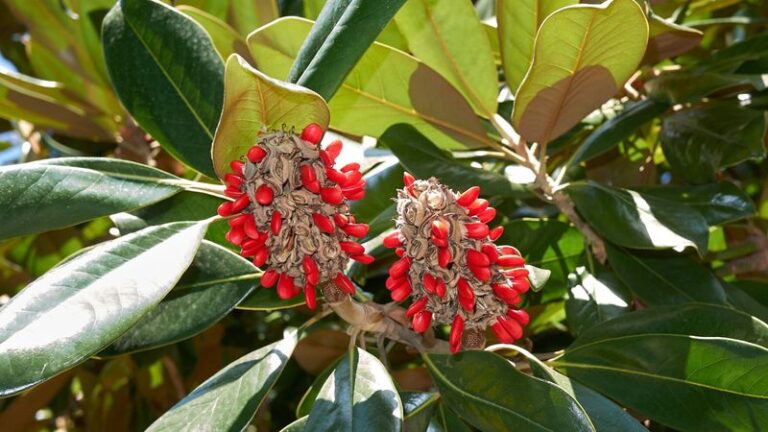 What Those Bright Red Seeds Bursting From Your North Carolina Magnolia Really Mean This Fall