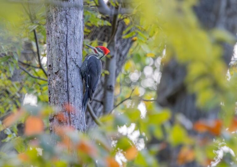A Pileated Woodpecker Hammering Your North Carolina Dead Tree This Fall Is a Reason to Consider Keeping It, If It Can Stand Safely