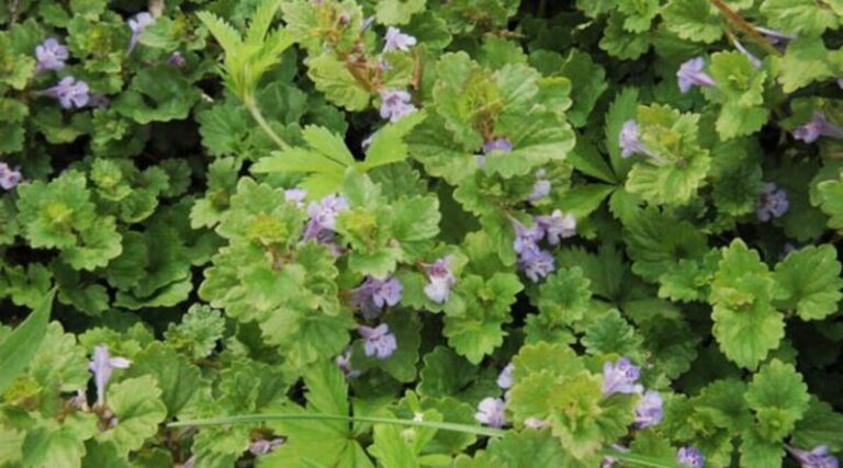 Why Creeping Charlie Returns After Pulling and When Fall Treatment Helps