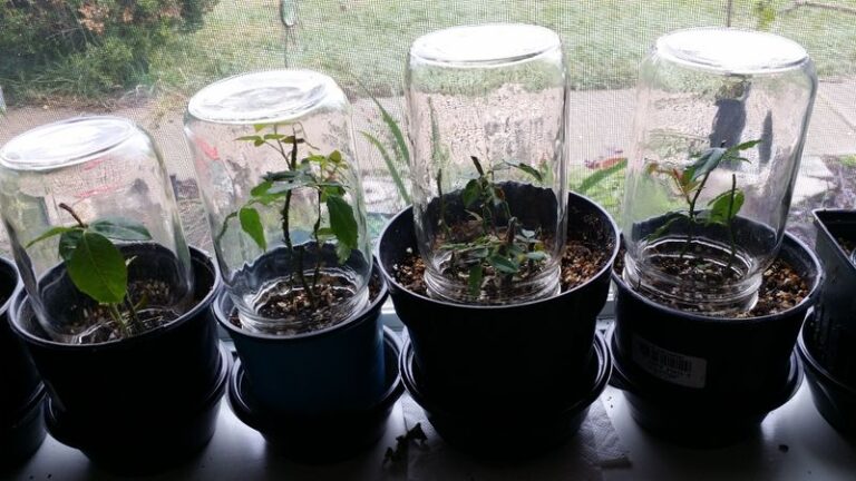 Trying a Mason Jar Humidity Cover to Root a Cutting From Grandma’s Rose in North Carolina