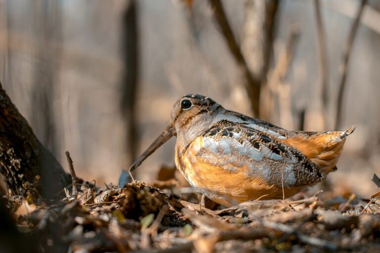 What It Really Means When A Woodcock Shows Up In Your North Carolina Yard This Winter