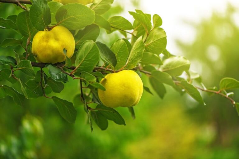 This Old-Fashioned Garden Tree Was Once Common in Colonial Orchards, and Its Golden Fall Fruit Inspires Homemade Liqueur
