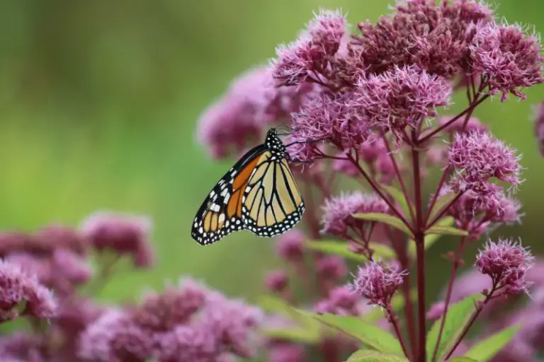 The Fall Bloomers That Actually Thrive In Soggy North Carolina Clay Where Other Flowers Rot
