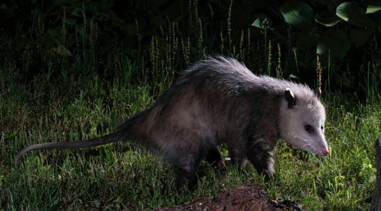 Before You Shoo That Opossum Off Your Porch, Here Are 15 Ways It’s Quietly Helping Your Garden