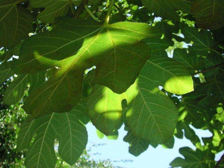 Fig Tree Leafy but No Figs? Check Your Fertilizer First