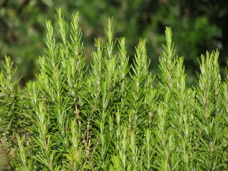 Rosemary in the North Carolina Vegetable Garden: A Culinary Herb and Possible Companion Plant