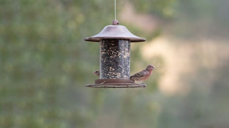 The Tidy Yard Habits North Carolina Homeowners Swear By That Actually Invite Mice Right Up To The Foundation