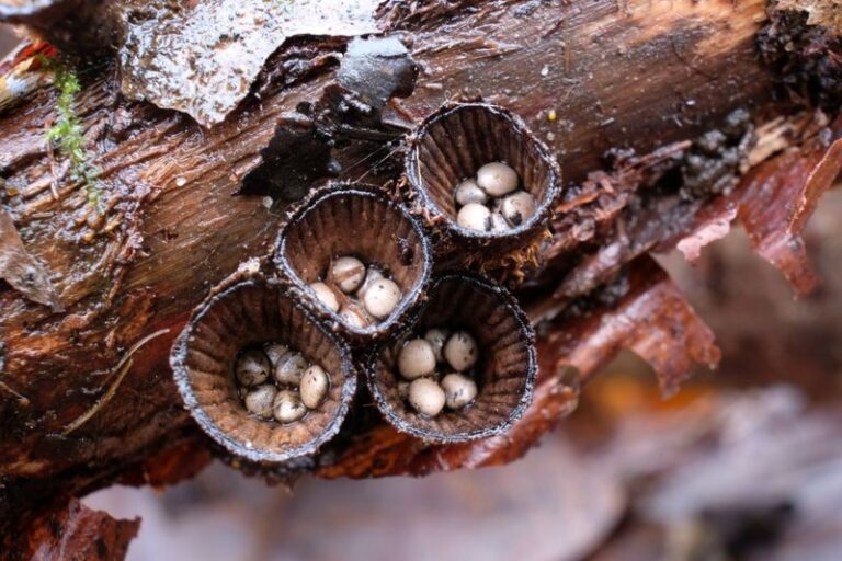 13 Fascinating Mushrooms Popping Up In Your Yard This Fall – And Which Ones You Should Never Touch