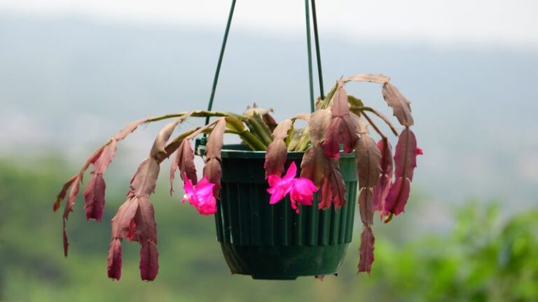 A Wilting Christmas Cactus Doesn’t Necessarily Mean It’s Dying: What to Check Before Bloom Season