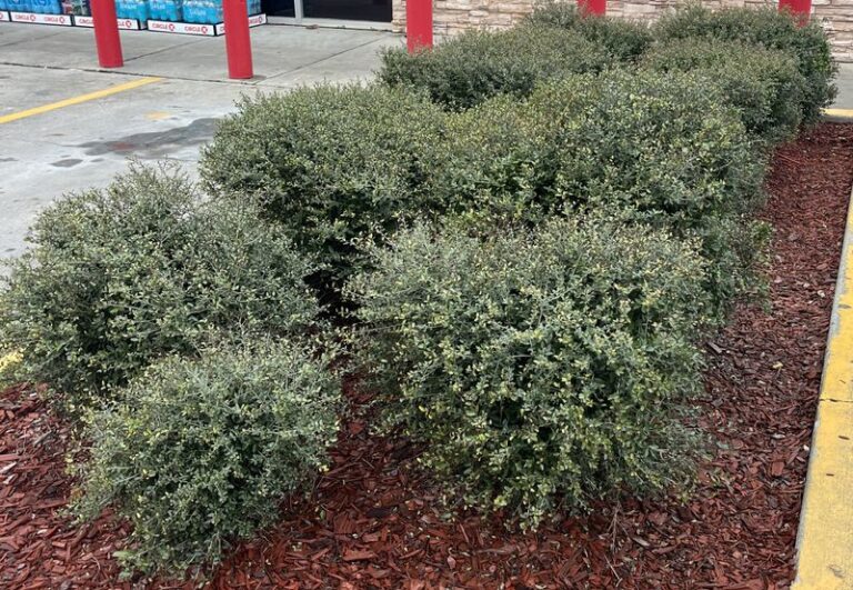 These Underrated North Carolina Native Shrubs Stay Compact Enough For Any Foundation Bed And Feed Birds All Winter