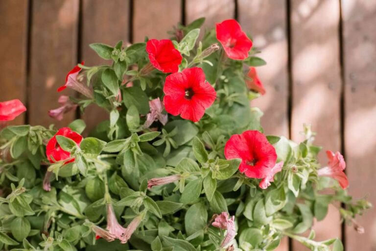 13 Houseplants You’ll Want To Think Twice About Before Bringing Indoors This Winter