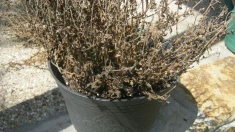 Can a Wilted Porch Mum Survive Winter? What to Check Before Planting
