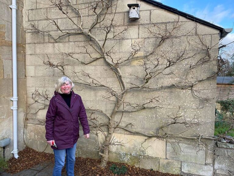 Pruning Wisteria for More Blooms: A Locally Timed Step That May Improve Flowering