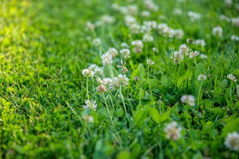 Clover Taking Over Your Lawn Is A Clue – 13 Ways To Fix What’s Really Going On Underneath (Plus 5 Mistakes That Make It Spread)