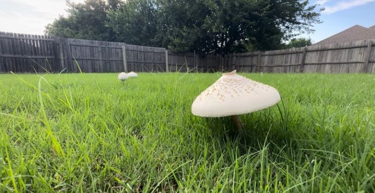 Why Mushrooms Pop Up in Your Lawn After Wet Weather: Ordinary Fungal Activity Explained