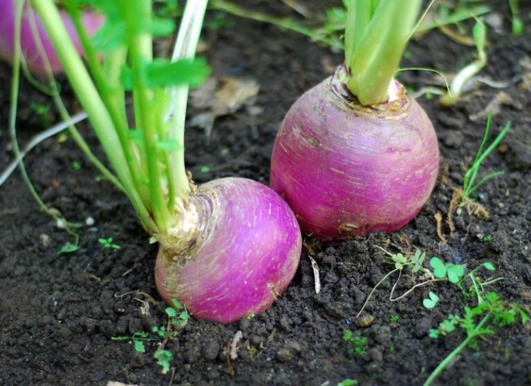 These Root Vegetables Keep Sweetening In North Carolina Garden Beds Straight Through Winter