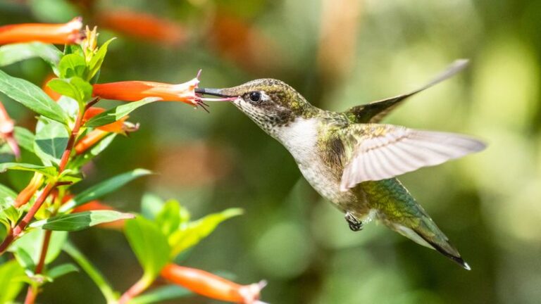Plant These 13 Flowers Next Spring And Hummingbirds Keep Checking Your Yard All Season Long