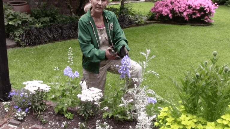 Cut Your Delphiniums Back Like This Before Winter And They Come Back With Taller Spikes Next Summer