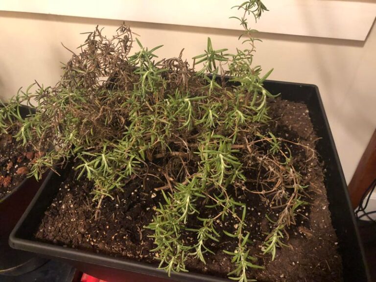 Brown Leaves on Indoor Rosemary? Check Soil Moisture Before You Blame Cold or Overwatering