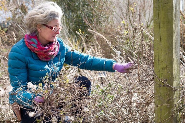 How to Prepare Clematis for Winter Without Sacrificing Next Year’s Flowers