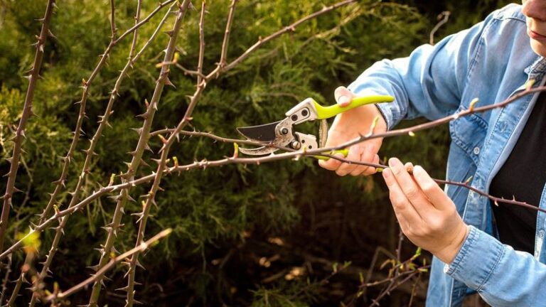 Those Rosebushes Need These 7 Quick Jobs Before The Ground Freezes To Bloom Big Next June