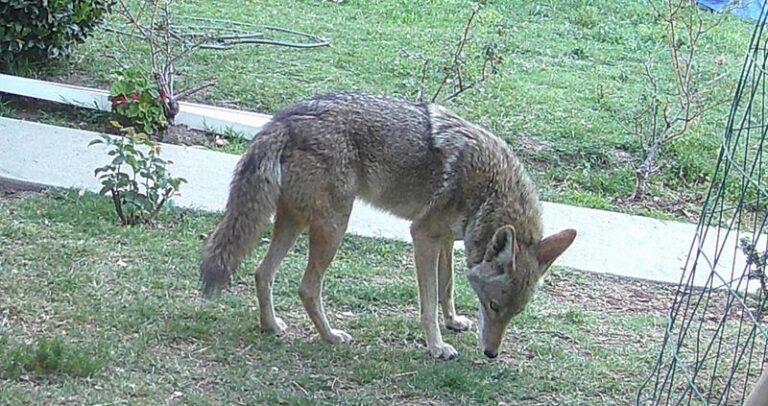 What To Do In The First Few Seconds When A Coyote Shows Up In Your North Carolina Backyard