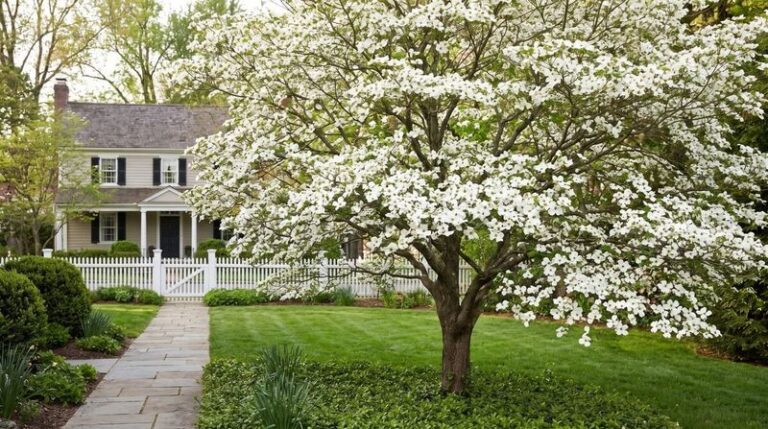 These Underrated North Carolina Native Trees Stay Small Enough For Any Yard And Look Good Every Season