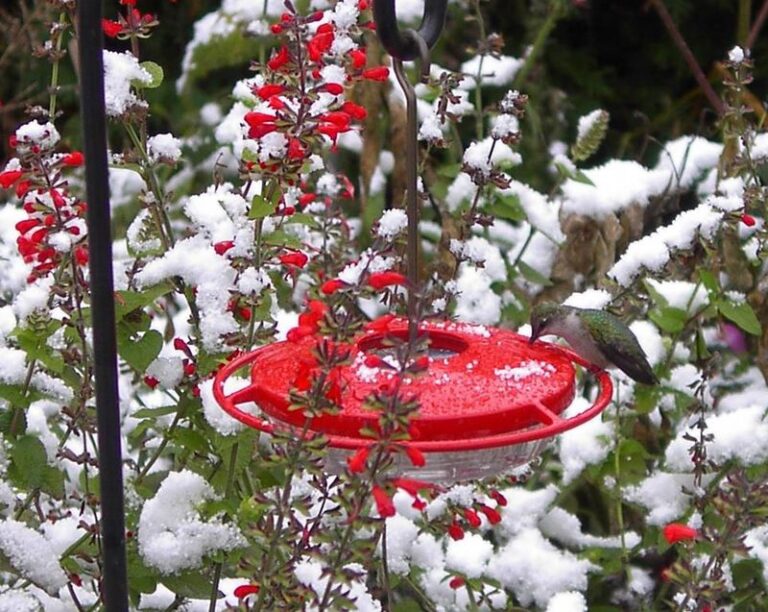What It Really Means When A Hummingbird Shows Up At Your North Carolina Feeder In December
