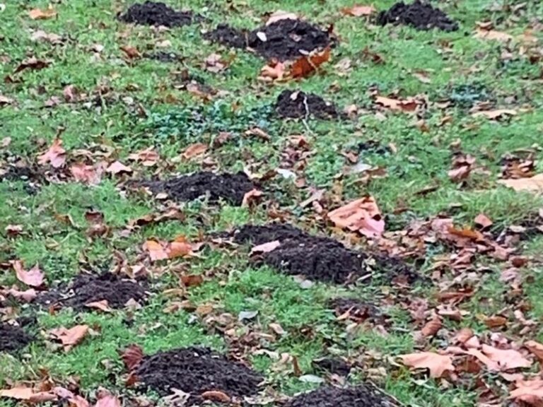 Don’t Dig Up Your Lumpy Lawn Before Winter – Try This Simpler Fix For Mole Ridges And Bumps First