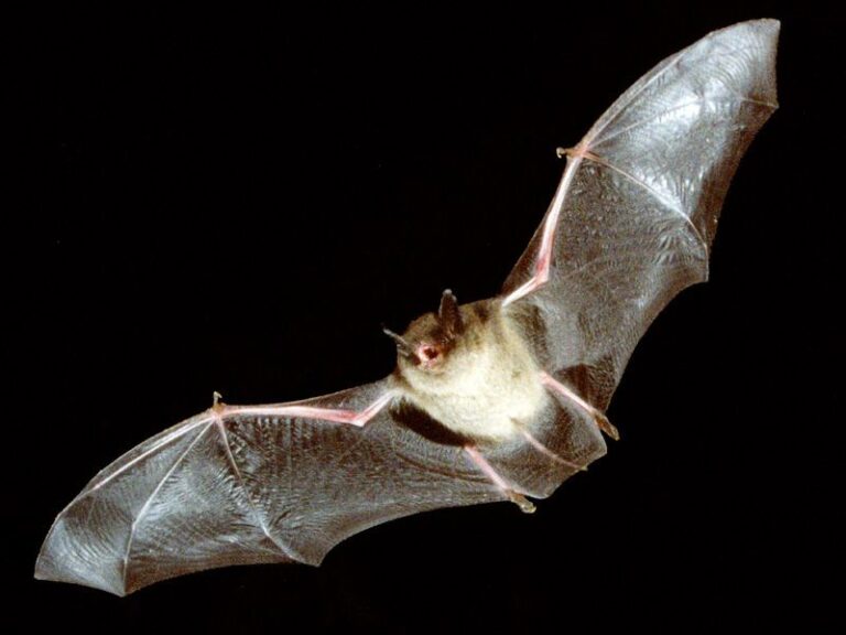 Do Bats Really Eat Thousands of Mosquitoes a Night? What Research Says About Your Backyard Bats