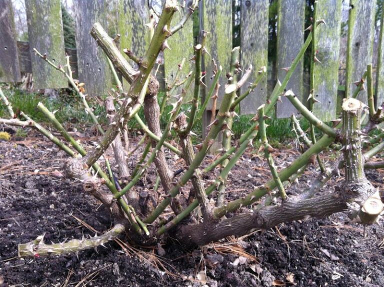Fall Trim or Spring Cutback? Choosing When to Prune Knock Out Roses in North Carolina
