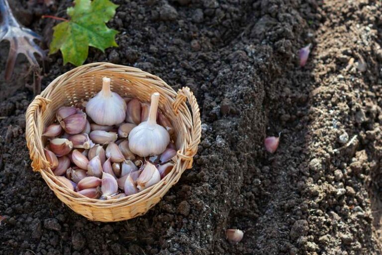 Plant One Garlic Clove This Fall and Harvest a Whole Bulb Next Summer: Here’s How