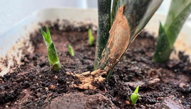 Snake Plant Pups: Healthy Care, Patience, and Dividing Established Shoots
