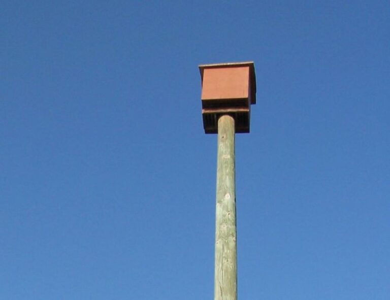 Why Most North Carolina Bat Houses Sit Empty, And The Placement Fix That Finally Gets Bats Moving In