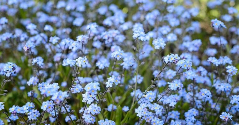 Sow These 14 Flower Seeds Before Frost And Your Beds Bloom Weeks Ahead Of Everyone’s Next Spring