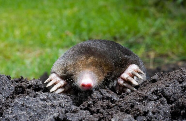 That Ultrasonic Mole Stake In Your Lawn Is A 1950s Bottle Trick That Never Worked – Here’s What Actually Stops Moles