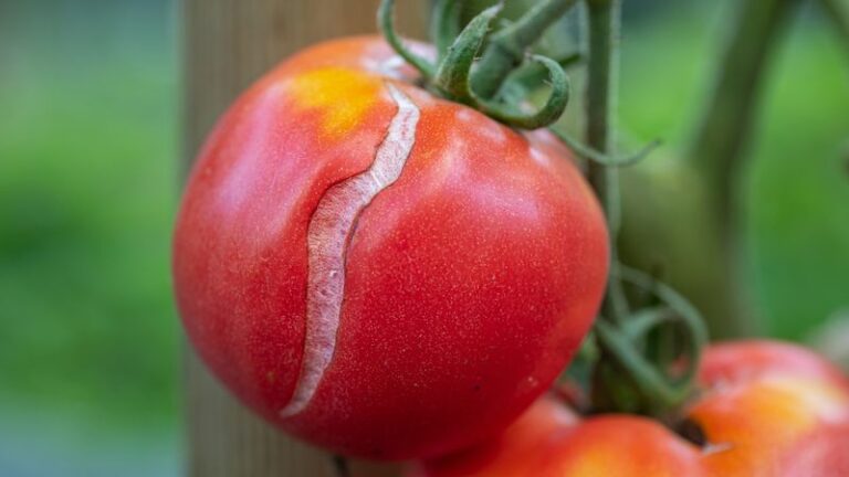 Cracked Tomato on the Counter? A Quick Screen for Warning Signs Before You Bite