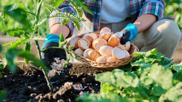 Don’t Rake Those Acorns Into The Trash – 9 Ways Your Yard Actually Puts Them To Work