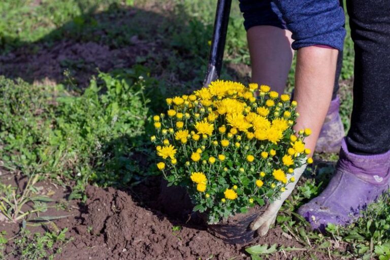 Planting Time and Your Mums: How the Window Affects Whether They Return Next Fall