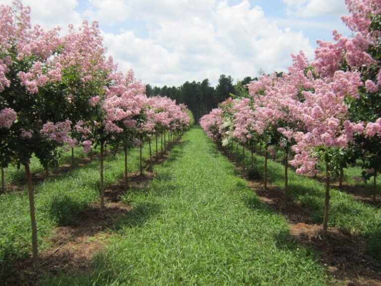 Why Some North Carolina Homeowners Train Their Crape Myrtles Into Single Trunk Trees
