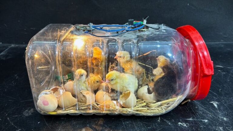 Could a Water Bottle Help You Build an Egg Incubator? What to Check First