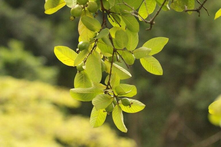 Those Guava Leaves You Rake Past Are Worth More Than The Fruit – 4 Ways Gardeners Put Them To Work