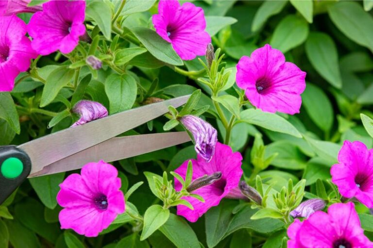 The Deadheading Habit That Leaves Your Petunias Thin And Leggy Instead Of Full