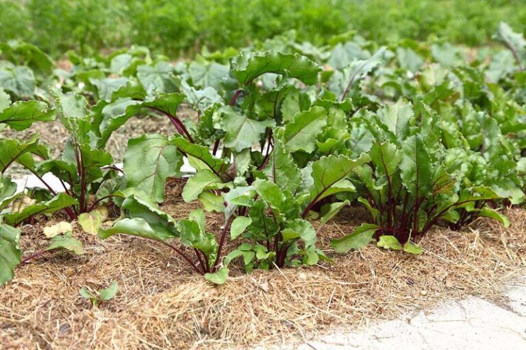 Beets Planted This Fall Stay Small Because Of These 13 Mistakes Most Gardeners Make