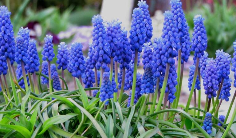 These 15 Spring Bulbs Go In The Ground Before It Freezes And Come Back Every Year On Their Own