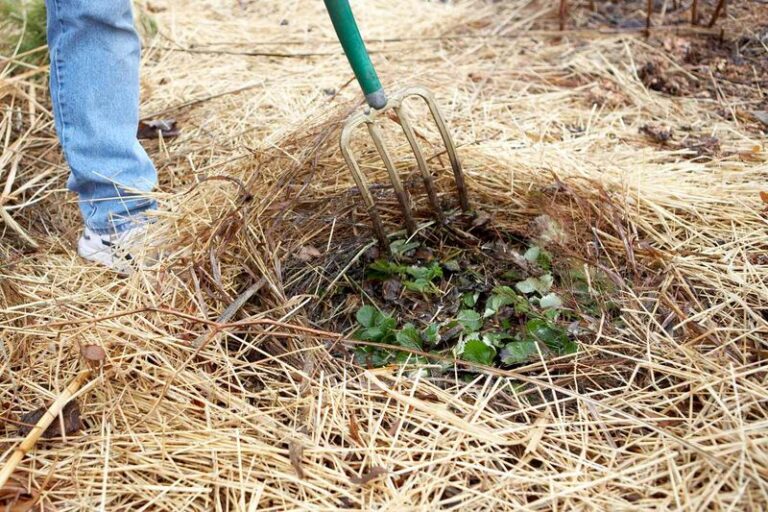 The One Thing North Carolina Strawberry Plants Need Before Winter Or Next Spring’s Crop Comes Up Tiny