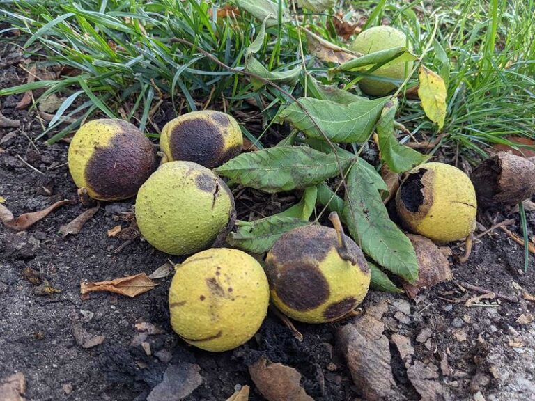 Black Walnut and Your Tomatoes: What Juglone Can and Can’t Explain After a Tree Is Cut Down