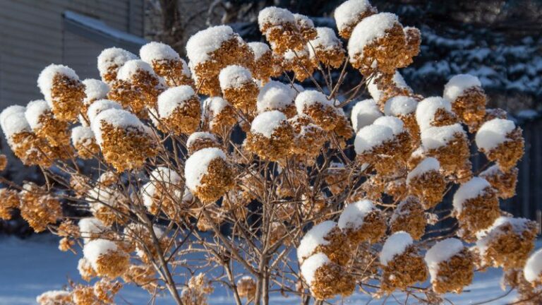 Do These 7 Things For Your Hydrangeas Before Winter And Next Summer’s Blooms Come Back Bigger
