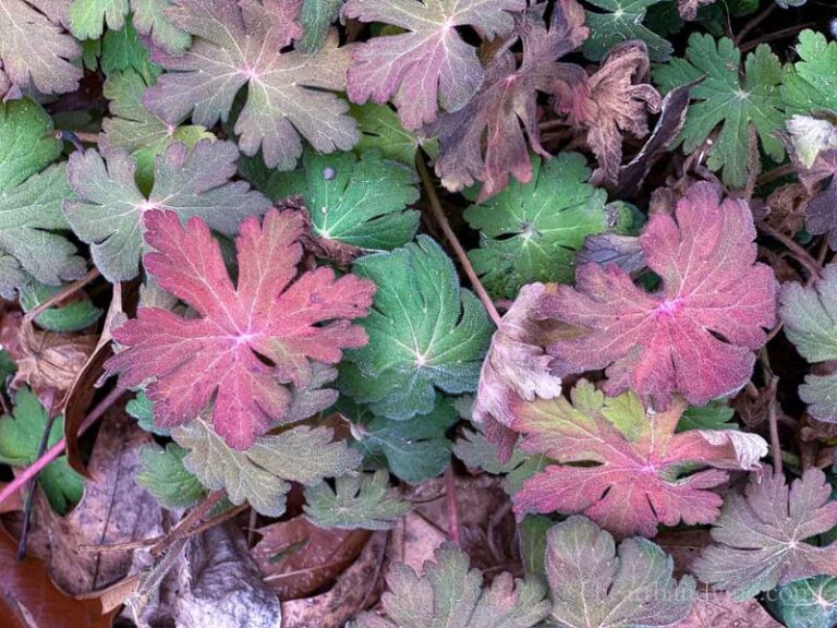 13 Garden Chores You Can Safely Skip This Fall (Your Yard Is Actually Better Off)
